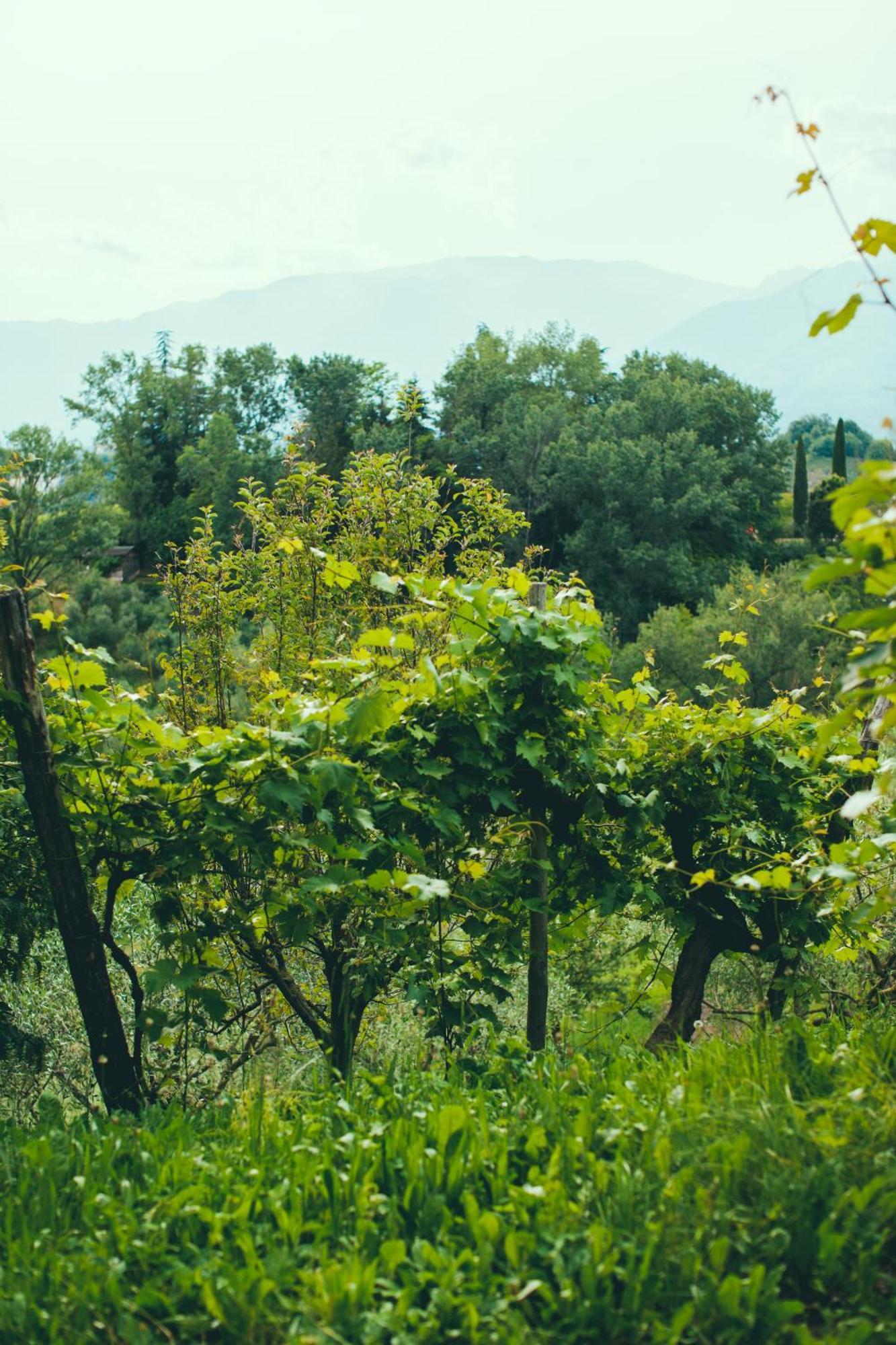 Asolo Norah'S Hill Agri Rooms Monfumo Dış mekan fotoğraf